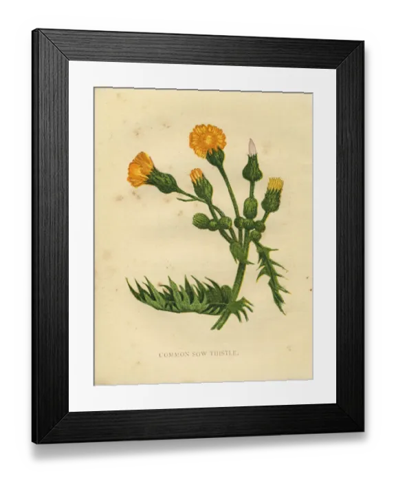 Framed Print : Common sow thistle Victorian botanical illustration by Anne Pratt Framed Print : Common sow thistle Victorian botanical illustration by Anne Pratt