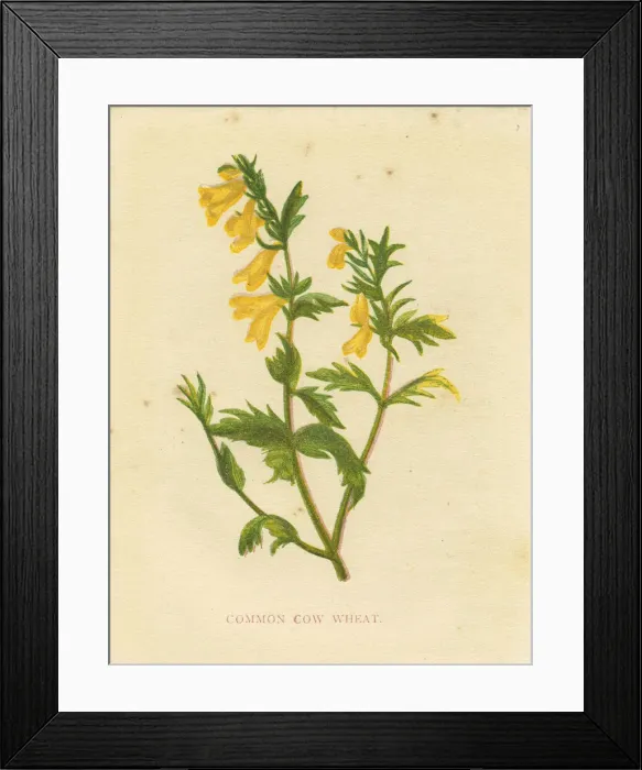 Framed Print : Common cow wheat Victorian botanical print by Anne Pratt Framed Print : Common cow wheat Victorian botanical print by Anne Pratt