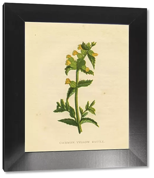 Yellow rattle wildflower Victorian botanical illustration by Anne Pratt