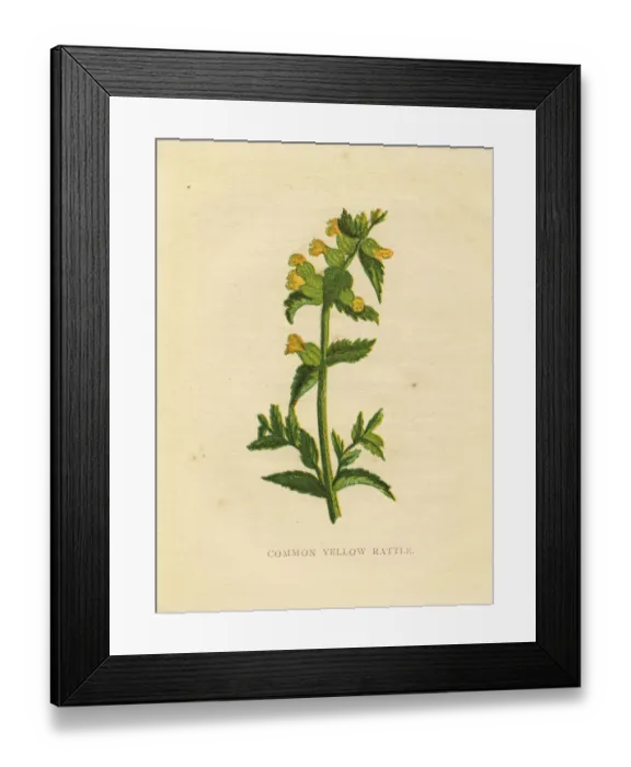 Framed Print : Yellow rattle wildflower Victorian botanical illustration by Anne Pratt Framed Print : Yellow rattle wildflower Victorian botanical illustration by Anne Pratt