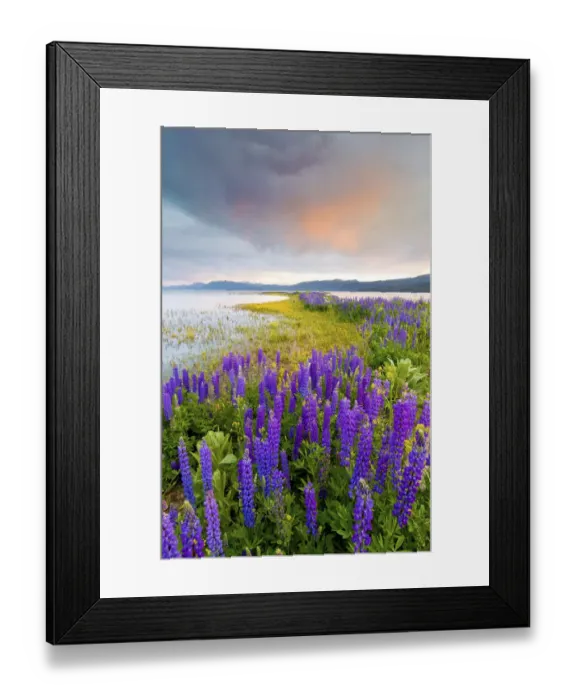Framed Print : A field of Lupine wildflowers on the north shore of Lake Tahoe at sunset, California Framed Print : A field of Lupine wildflowers on the north shore of Lake Tahoe at sunset, California