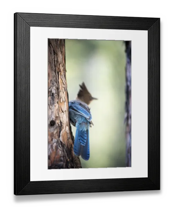 Framed Print : Stellers Jay in Lake Tahoe Framed Print : Stellers Jay in Lake Tahoe