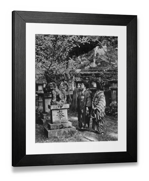 Framed Print : Cherry Tree Framed Print : Cherry Tree