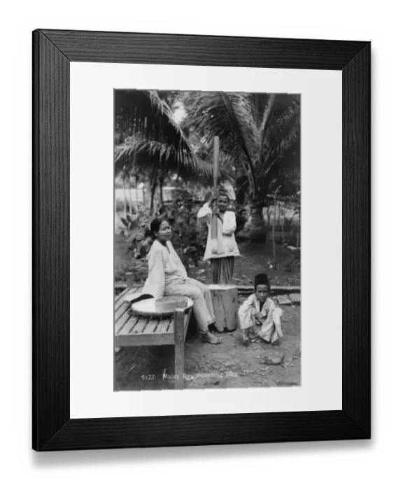 Framed Print : Preparing Rice Framed Print : Preparing Rice