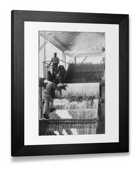Framed Print : Sugar Crushing Framed Print : Sugar Crushing