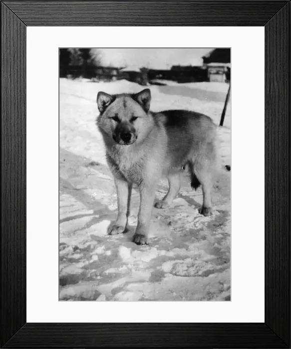 Framed Print : Husky. circa 1930: A wild husky dog in Northern Manitoba