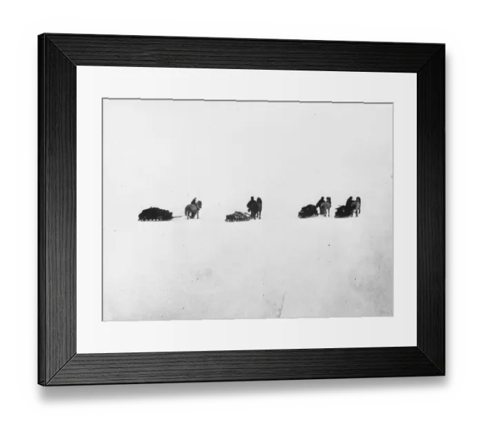 Framed Print : Great White Wonder