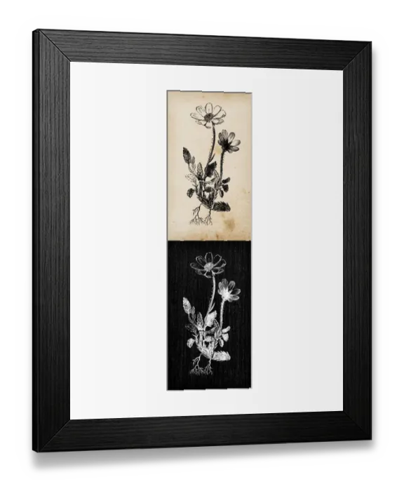 Framed Print : Botany plants antique engraving illustration: Dryas octopetala (mountain avens) Framed Print : Botany plants antique engraving illustration: Dryas octopetala (mountain avens)