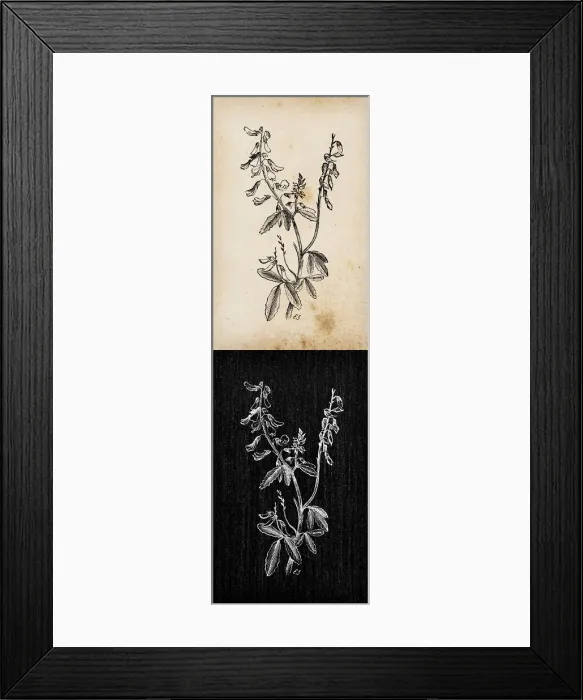 Framed Print : Botany plants antique engraving illustration: Melilotus officinalis (yellow sweet clover Framed Print : Botany plants antique engraving illustration: Melilotus officinalis (yellow sweet clover