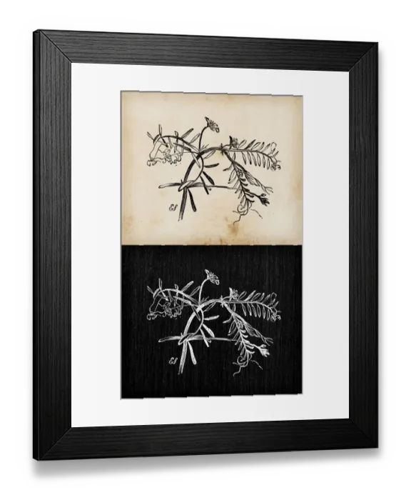 Framed Print : Botany plants antique engraving illustration: Vicia hirsuta (hairy tare, hairy vetch) Framed Print : Botany plants antique engraving illustration: Vicia hirsuta (hairy tare, hairy vetch)