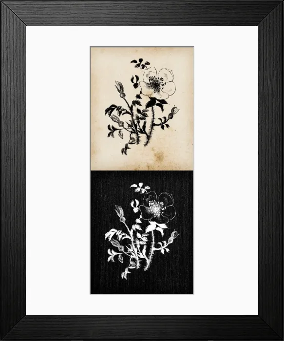 Framed Print : Botany plants antique engraving illustration: Rosa spinosissima Framed Print : Botany plants antique engraving illustration: Rosa spinosissima