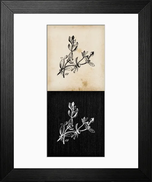 Framed Print : Botany plants antique engraving illustration: Montia fontana (blinks, water blinks) Framed Print : Botany plants antique engraving illustration: Montia fontana (blinks, water blinks)