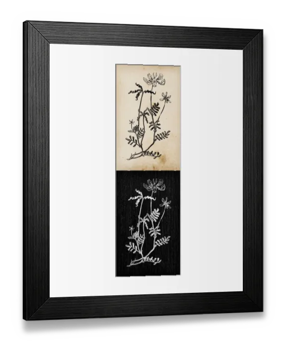 Framed Print : Botany plants antique engraving illustration: Hippocrepis comosa (horseshoe vetch) Framed Print : Botany plants antique engraving illustration: Hippocrepis comosa (horseshoe vetch)