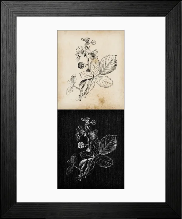 Framed Print : Botany plants antique engraving illustration: Rubus fruticosus (Blackberry) Framed Print : Botany plants antique engraving illustration: Rubus fruticosus (Blackberry)