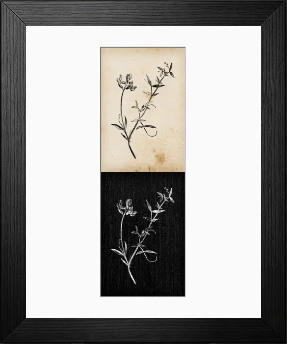 Framed Print : Botany plants antique engraving illustration: Lathyrus pratensis (meadow vetchling Framed Print : Botany plants antique engraving illustration: Lathyrus pratensis (meadow vetchling