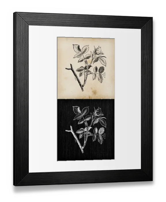 Framed Print : Botany plants antique engraving illustration: Rosa canina (dog rose)