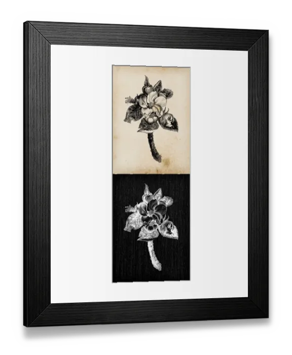 Framed Print : Botany plants antique engraving illustration: Malus sylvestris (European crab apple)