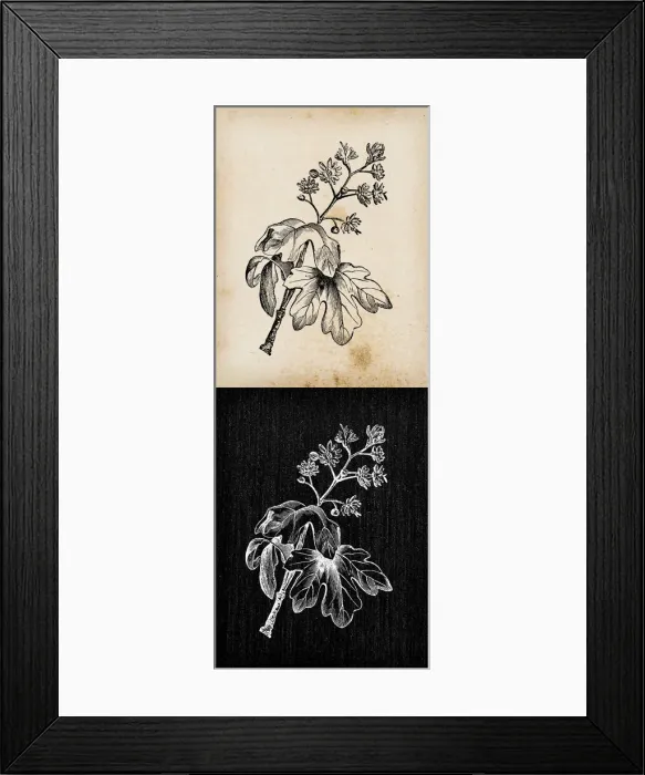 Framed Print : Botany plants antique engraving illustration: Acer campestre (field maple) Framed Print : Botany plants antique engraving illustration: Acer campestre (field maple)