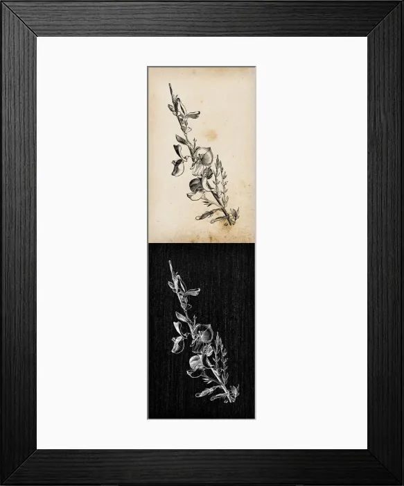 Framed Print : Botany plants antique engraving illustration: Cytisus scoparius (common broom) Framed Print : Botany plants antique engraving illustration: Cytisus scoparius (common broom)