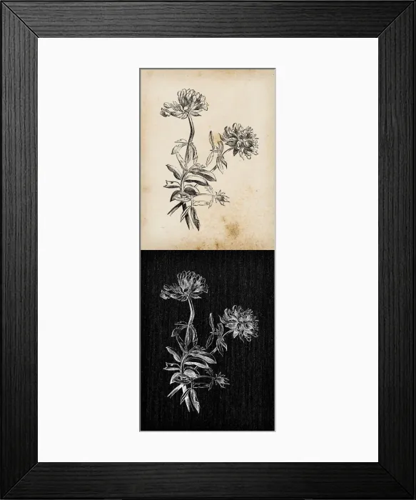 Framed Print : Botany plants antique engraving illustration: Anthyllis vulneraria (common kidneyvetch Framed Print : Botany plants antique engraving illustration: Anthyllis vulneraria (common kidneyvetch