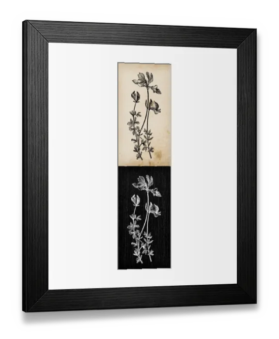 Framed Print : Botany plants antique engraving illustration: Lotus corniculatus (birds foot trefoil) Framed Print : Botany plants antique engraving illustration: Lotus corniculatus (birds foot trefoil)