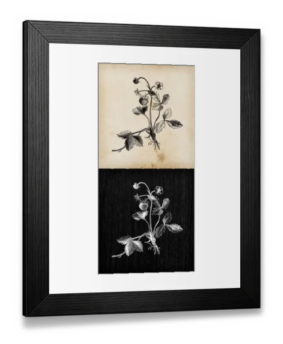 Framed Print : Botany plants antique engraving illustration: Fragaria vesca (wild strawberry) Framed Print : Botany plants antique engraving illustration: Fragaria vesca (wild strawberry)