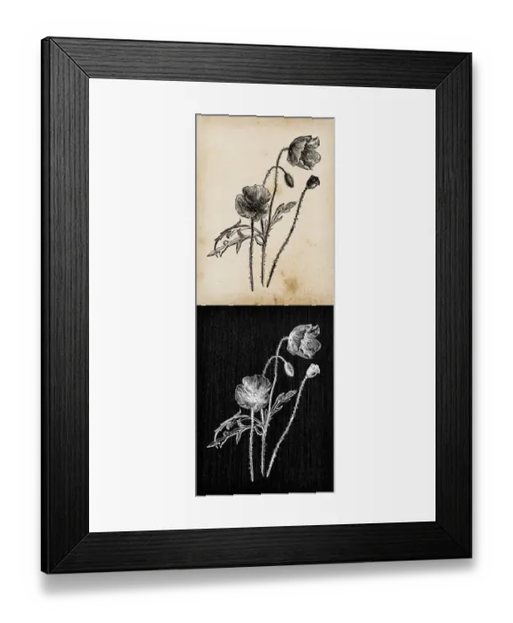 Framed Print : Botany plants antique engraving illustration: Papaver rhoeas (poppy) Framed Print : Botany plants antique engraving illustration: Papaver rhoeas (poppy)