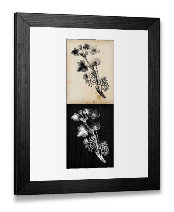 Framed Print : Botany plants antique engraving illustration: Ranunculus aquatilis (common water-crowfoot Framed Print : Botany plants antique engraving illustration: Ranunculus aquatilis (common water-crowfoot