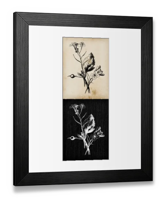 Framed Print : Botany plants antique engraving illustration: Raphanus raphanistrum (wild radish Framed Print : Botany plants antique engraving illustration: Raphanus raphanistrum (wild radish