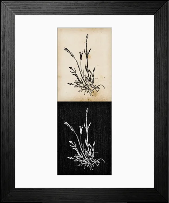 Framed Print : Botany plants antique engraving illustration: Moenchia erecta (erect chickweed Framed Print : Botany plants antique engraving illustration: Moenchia erecta (erect chickweed