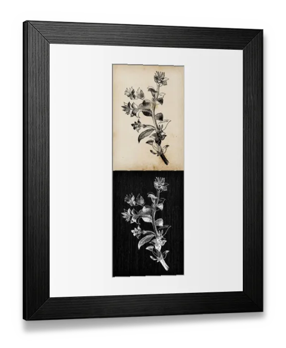 Framed Print : Botany plants antique engraving illustration: Honckenya peploides (sea sandwort