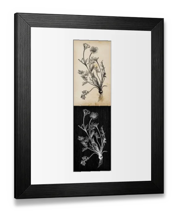 Framed Print : Botany plants antique engraving illustration: Ranunculus bulbosus (St Framed Print : Botany plants antique engraving illustration: Ranunculus bulbosus (St