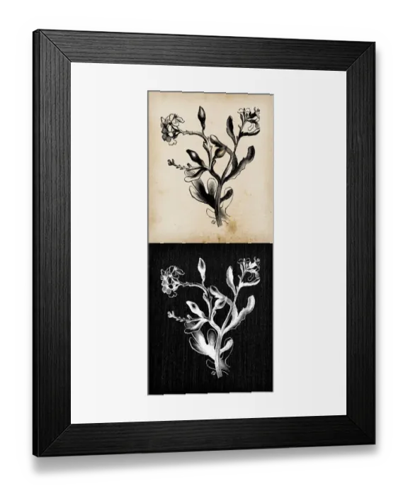 Framed Print : Botany plants antique engraving illustration: Cakile maritima (European searocket)