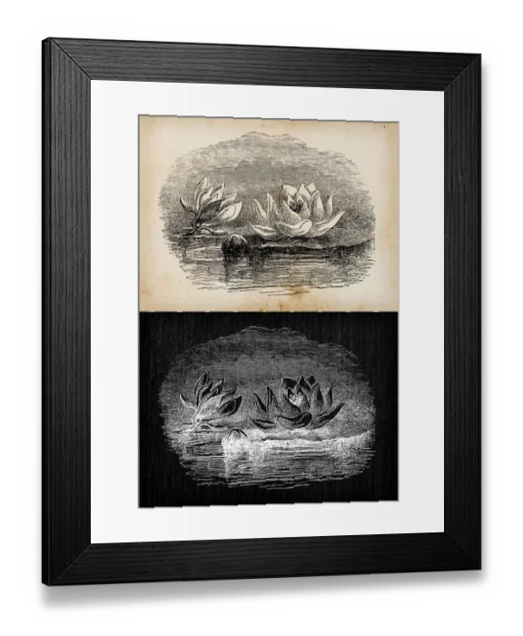 Framed Print : Botany plants antique engraving illustration: Nymphaea alba (European white water lily) Framed Print : Botany plants antique engraving illustration: Nymphaea alba (European white water lily)