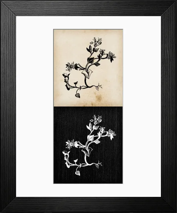 Framed Print : Botany plants antique engraving illustration: Cochlearia danica (Danish scurvygrass) Framed Print : Botany plants antique engraving illustration: Cochlearia danica (Danish scurvygrass)