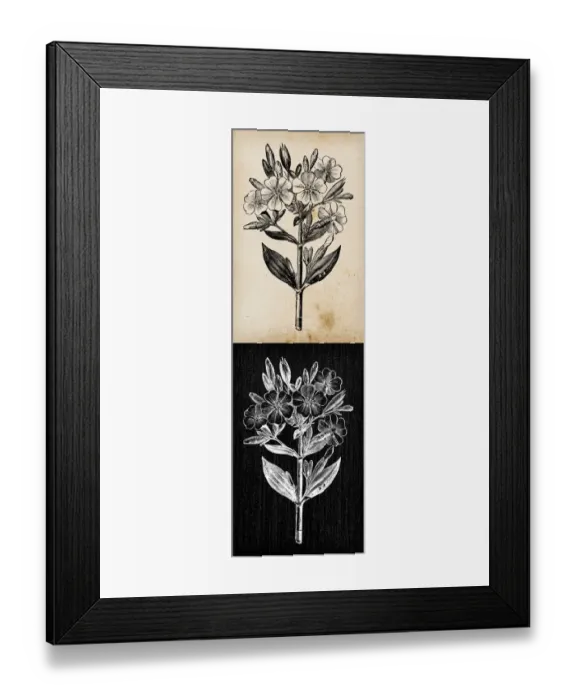 Framed Print : Botany plants antique engraving illustration: Saponaria officinalis (Soapwort) Framed Print : Botany plants antique engraving illustration: Saponaria officinalis (Soapwort)