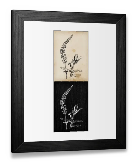 Framed Print : Botany plants antique engraving illustration: Reseda luteola (dyers rocket, dyers weed Framed Print : Botany plants antique engraving illustration: Reseda luteola (dyers rocket, dyers weed