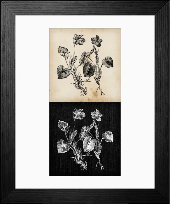 Framed Print : Botany plants antique engraving illustration: Viola canina (heath dog-violet Framed Print : Botany plants antique engraving illustration: Viola canina (heath dog-violet