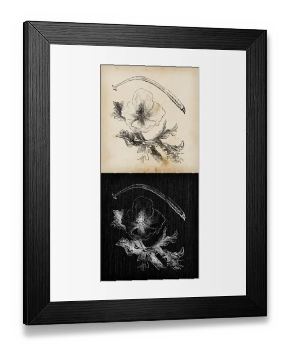 Framed Print : Botany plants antique engraving illustration: Glaucium flavum (yellow hornpoppy