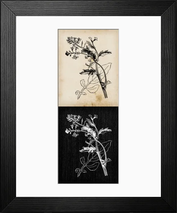 Framed Print : Botany plants antique engraving illustration: Barbarea vulgaris (Bittercress Framed Print : Botany plants antique engraving illustration: Barbarea vulgaris (Bittercress