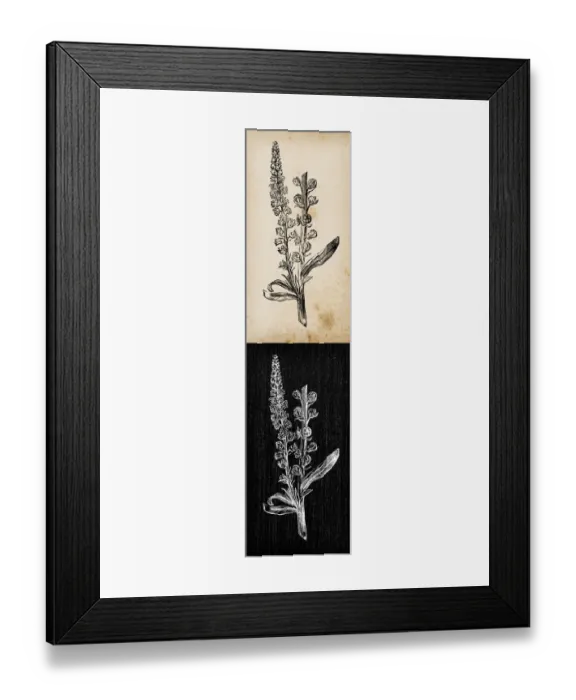Framed Print : Botany plants antique engraving illustration: Reseda luteola (dyers rocket, dyers weed Framed Print : Botany plants antique engraving illustration: Reseda luteola (dyers rocket, dyers weed