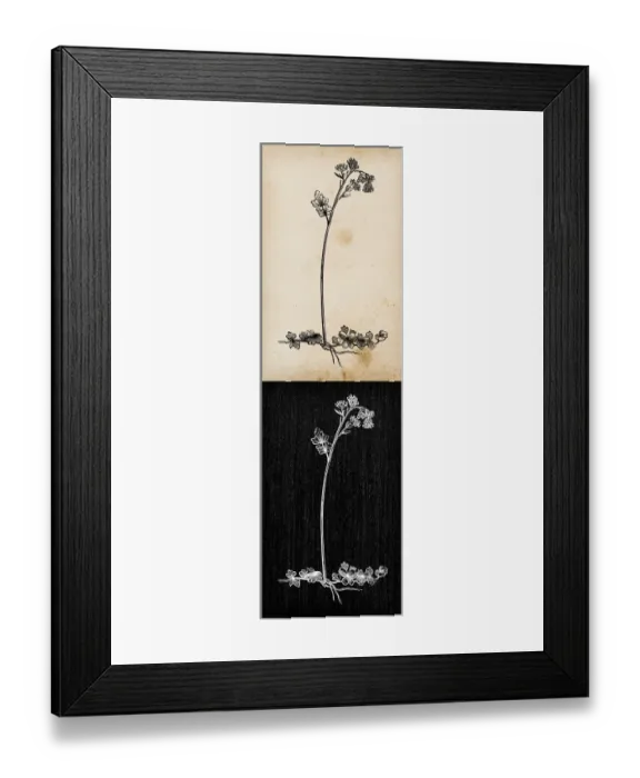 Framed Print : Botany plants antique engraving illustration: Thalictrum alpinum (alpine meadow-rue