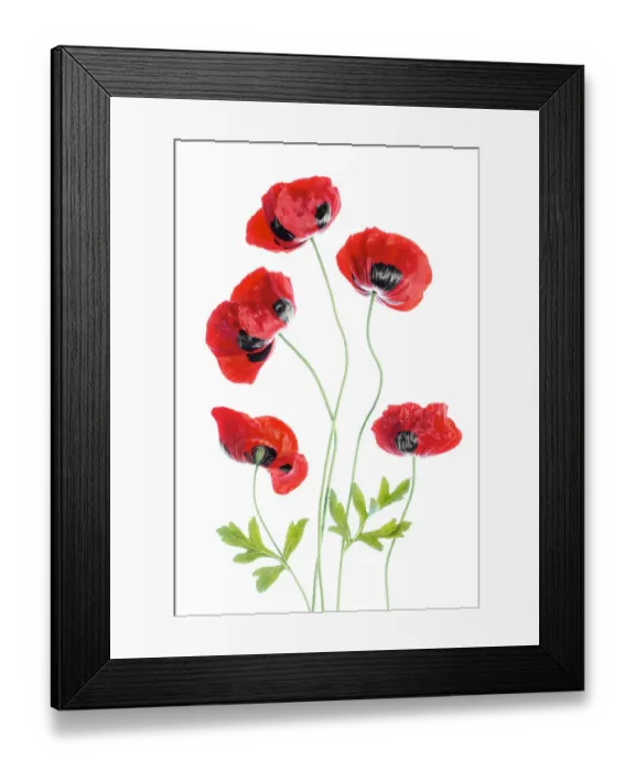 Framed Print : Poppies. A spray of Poppies Framed Print : Poppies. A spray of Poppies