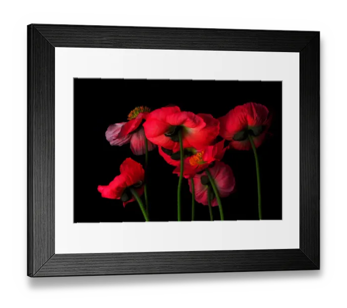Framed Print : Icelandic Poppies - The View From Down Below Framed Print : Icelandic Poppies - The View From Down Below