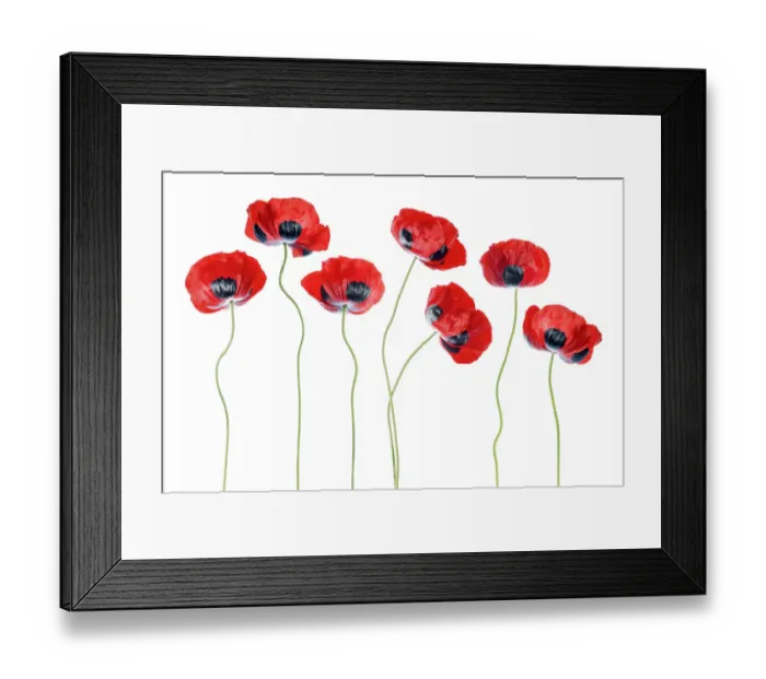 Framed Print : Poppies. Colourful Lady bird poppies ( Papaver Commutatum )arranged against Framed Print : Poppies. Colourful Lady bird poppies ( Papaver Commutatum )arranged against