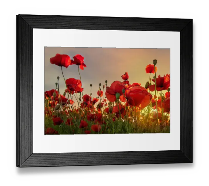 Framed Print : Backlit poppies Framed Print : Backlit poppies