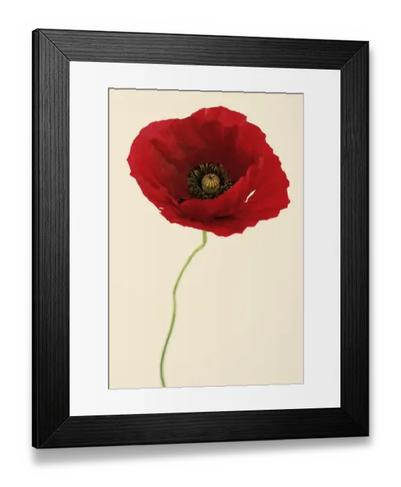 Framed Print : Papaver Glaucum Framed Print : Papaver Glaucum