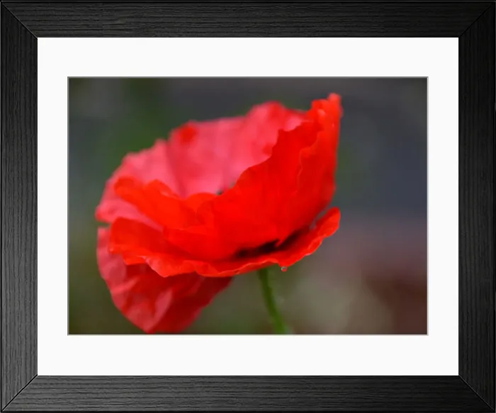 Framed Print : The Red Poppy Framed Print : The Red Poppy