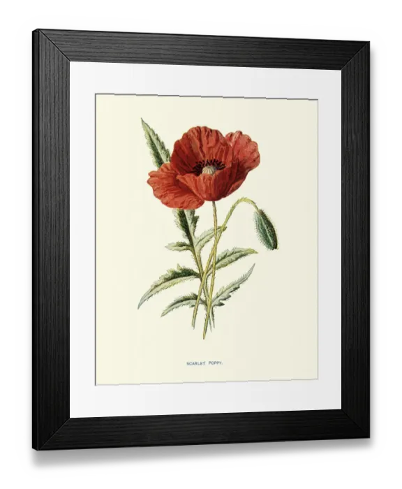 Framed Print : Flora, Wildflowers, Scarlet Poppy Framed Print : Flora, Wildflowers, Scarlet Poppy
