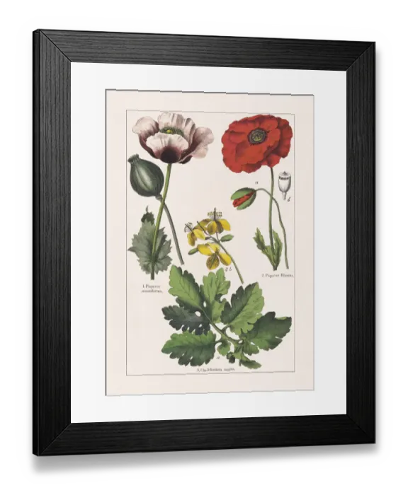 Framed Print : Papaveraceae, chromolithograph, published in 1895 Framed Print : Papaveraceae, chromolithograph, published in 1895